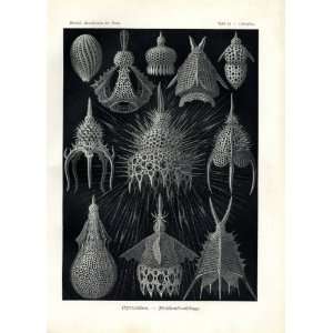 Ernst Haeckel 1904   Crytoidea   Artforms of Nature Kunstformen der 