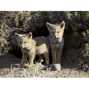  Two Gray Fox Pups at Den Entrance, Torres Del Paine, Chile 