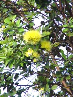   being offered for sale is of the yellow flowering variety pictured