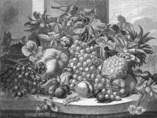 FOOD Fruit, painted from nature, antique print, 1859  