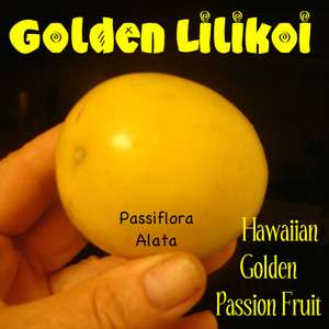 LIVE GOLDEN PASSION FRUIT 50 Seeds Yellow LILIKOI Passiflora Alata 
