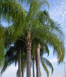 Queen Palm Tree   Syagrus Romanzoffiana   100 fresh seeds  