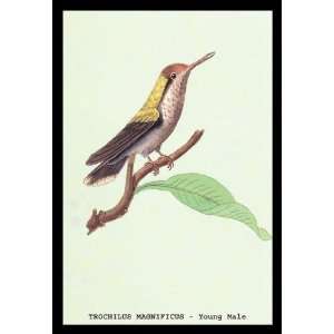  Exclusive By Buyenlarge Hummingbird Trochilus Magnificus 