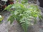   Foot Fern Davallia Air House Plant Exotic Tropical Easy to grow