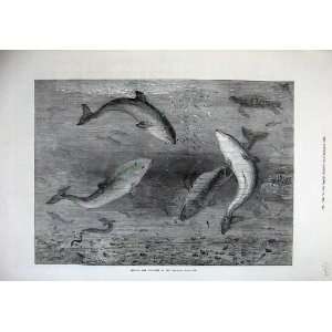  1874 Feeding Porpoises Fish Brighton Aquarium Fine Art 