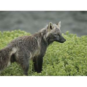 Close View of a Cross Fox National Geographic Collection Photographic 