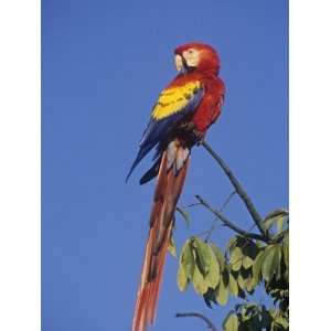  Scarlet Macaw (Ara Macao), Tikal National Park, Guatemala 