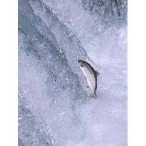  Sockeye Salmon Jump up Brooks Falls on Migration to Spawn in Brooks 
