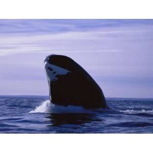  A Bowhead Whale, Also Known as a Greenland Right Whale 