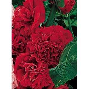  Hollyhock Chaters Double Red   25 Plants   Alcea Patio 