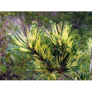  Ogon Janome Japanese White Pine   Pinus parviflora 