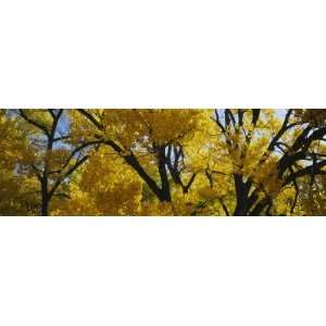 Low Angle View of Cottonwood Trees, Taos, New Mexico, USA Photographic 