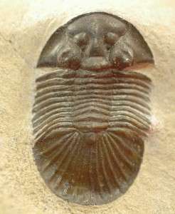   DETAILED SCABRISCUTELLUM TRILOBITE FROM MOROCCO   Stock 5    