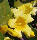 Jasmine Carolina Yellow Flowers ~6 pack~  