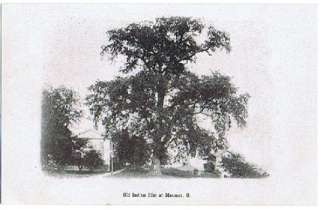 Postcard 931692 Old Indian Elm at Maumee OH House Black and White 