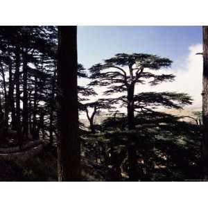 Remaining Forest of Biblical Cedars in Lebanon, Cedar Forest, Lebanon 