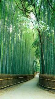 Bamboo forest, Kyoto, Japan (very small)   Click Image to Close