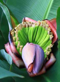 Bulb MUSA KLUAI HOM KRAE, DWARF Banana Plant + Free Phytosanitary 