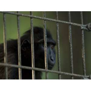  Celebes Macaque Monkey Stares Out of his Henry Doorly Zoo Cage 