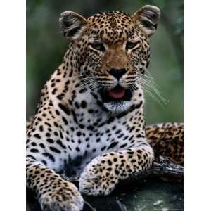 Ten Month Old Leopard (Panthera Pardus) National Geographic Collection 