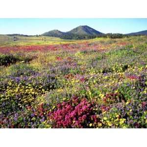 Wildflowers Near Lake Cuyamaca and Stonewall Peak, Cuyamaca Rancho 