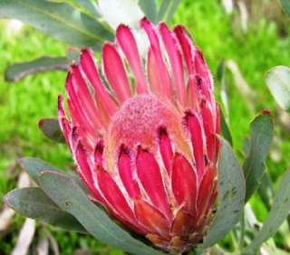 Protea Burchellii Seeds   South African Protea Seeds  