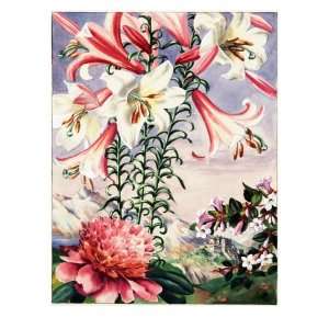 Regal Lilies, Peonies, and Abelia Flowers are Native to China Giclee 