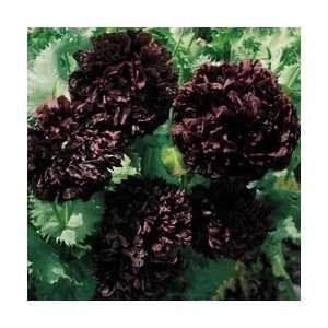  Poppy Seeds   Poppy Black Peony Patio, Lawn & Garden