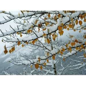  View of Snow Laden Poplar Branches National Geographic 