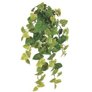  30 Potato Leaf Hanging Bush x12 w/101 Lvs. Green Red (Pack 
