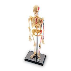  Quality value Model Skeleton By Learning Resources Toys & Games