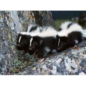  A Group of Striped Skunks Huddle on a Rock Photographic 