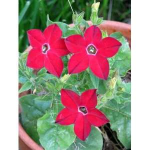   Tobacco) Nicotiana Affinis Flower Seeds Patio, Lawn & Garden