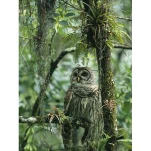  Barred Owl Perches on a Tree Branch Amid Air Plants 